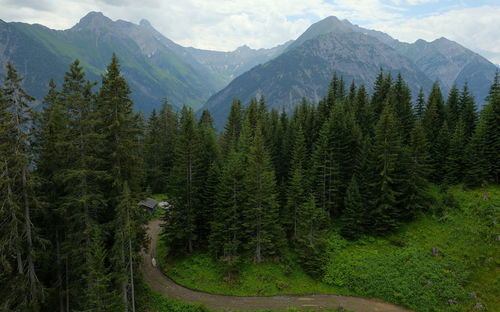 Scenic view of pine trees against mountains