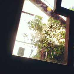 Low angle view of trees seen through window