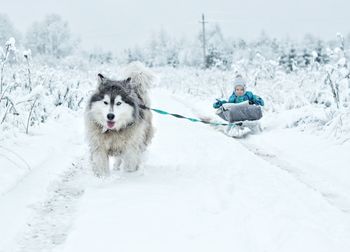 Dog on snowcapped landscape during winter