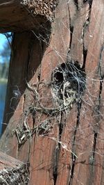 Close-up of spider web on tree