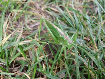 Close-up of insect on plant