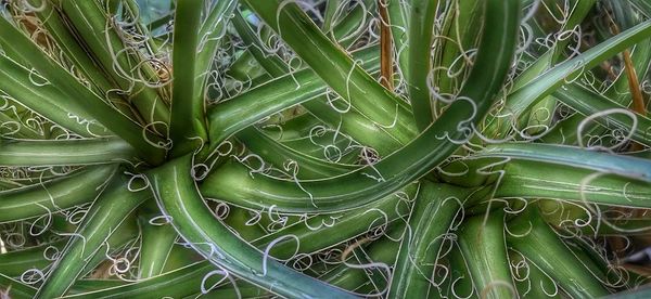 Full frame shot of succulent plant