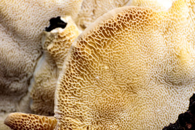 Close-up of fungus over tree