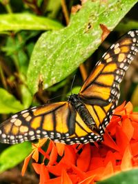 Close-up of butterfly pollinating on flower