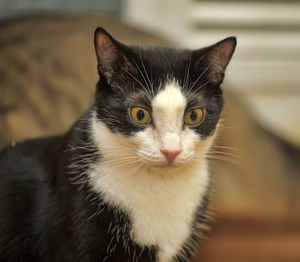 Close-up portrait of cat