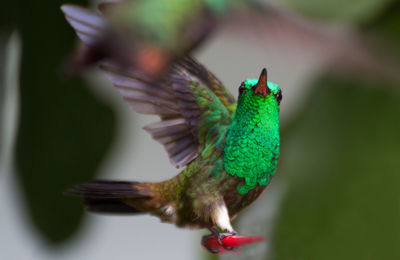 Close-up of a bird flying