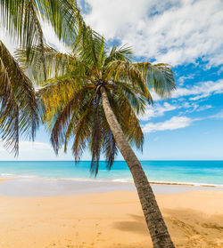 Palm trees on beach against sky