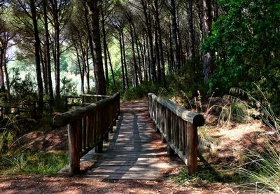 Wooden footbridge in forest