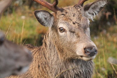 Close-up portrait of deer