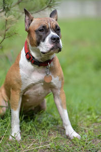 Dog looking away on field