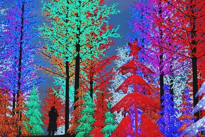 Trees in forest during autumn