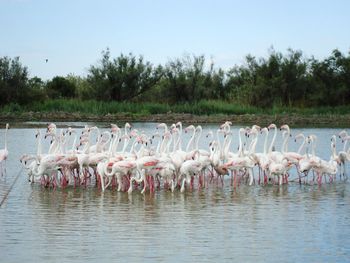 View of birds in lake