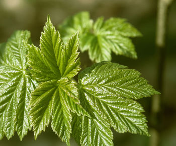 Close-up of fresh green leaves