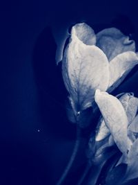 Close-up of white flower in sea