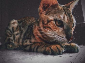 animal themes