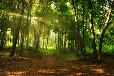 Dirt road amidst trees in forest