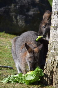 Close-up of squirrel eating