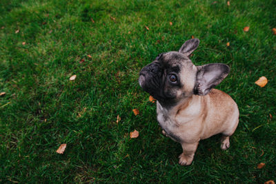 French bulldog puppy on the grass palyground.