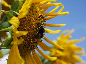 Close-up of sunflower