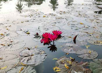 High angle view of lotus water lily in pond