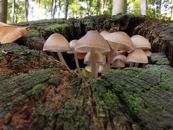 Close-up of mushrooms growing on tree trunk