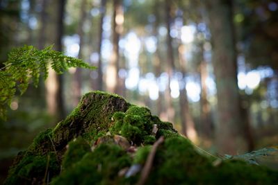 Close-up of moss growing on tree trunk