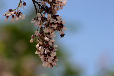 Close-up of bee on flower