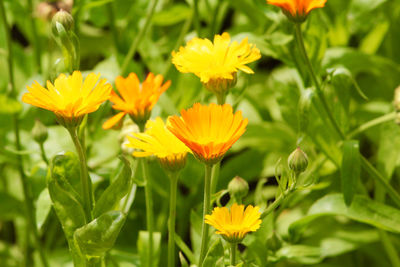 Close-up of yellow flowering plants on field