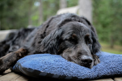 Close-up portrait of dog relaxing outdoors