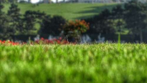 Scenic view of grassy field