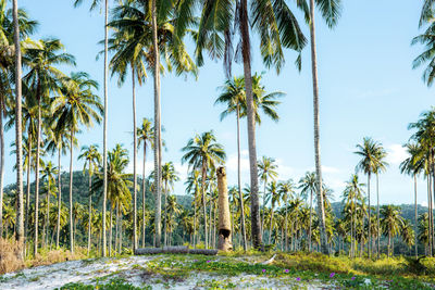 Palm trees on field against sky