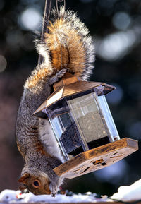 A suirrel hangs down on the bird feeder