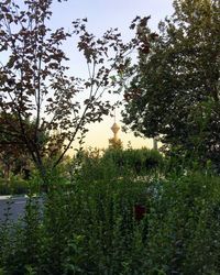 Plants and trees against sky