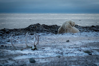 Polar bears wrestling near antlers on shore