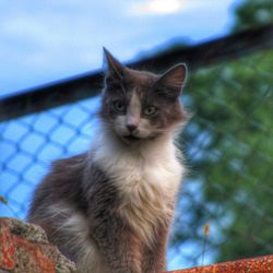 Close-up of cat