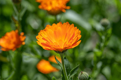 Close-up of orange flowering plant