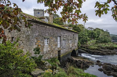 Ivy on house against trees