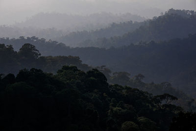 Trees in forest against sky