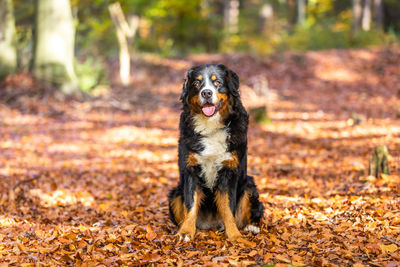 Portrait of small dog on land