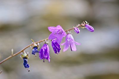 Close-up of purple flowering plant