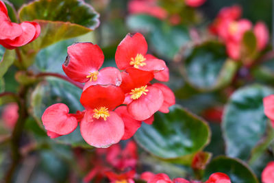 Close-up of red flowering plant