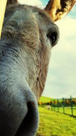 Close-up of a horse on field