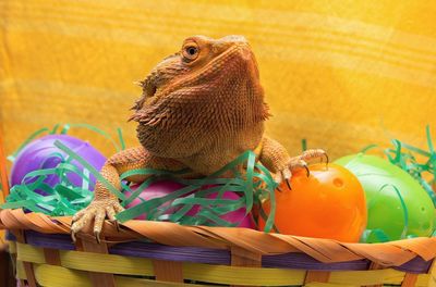 Close-up of bearded dragon in basket