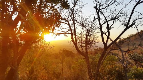 Sun shining through trees