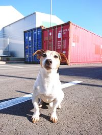 Portrait of dog sitting outdoors