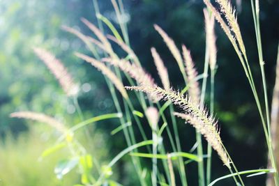Close-up of lizard on grass