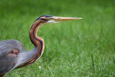 Close-up of a bird on field