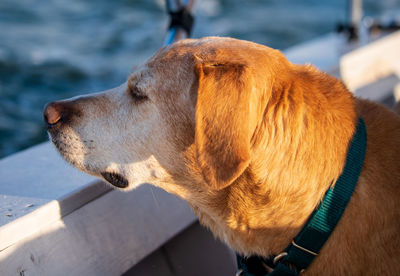 Close-up of a dog looking away