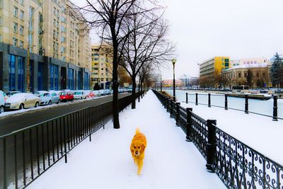 Dog walking on snow covered walkway in city