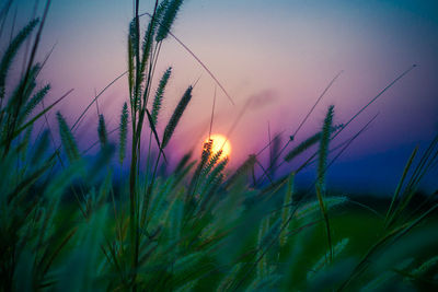 Close-up of stalks in field against sunset